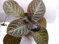 Episcia 'Jim's Golden Eagle'